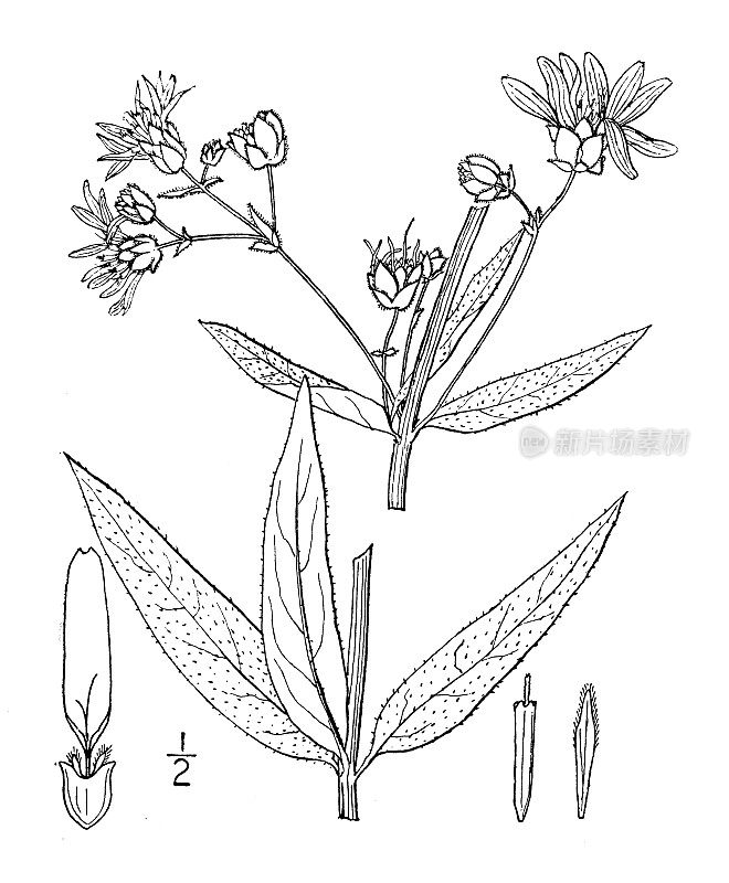 古植物学植物插图:Silphium trifoliatum, Rosinweed